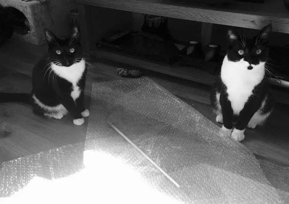 two black and white cats sitting next to some bubble wrap