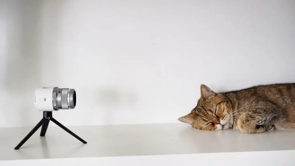 cat in front of a camera