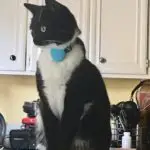 tory the tuxedo cat