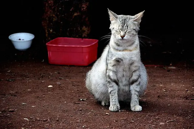 a Pregnant Cat sitting on the floor with her eyes closed