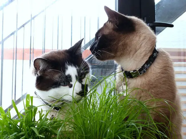 A black and white and cream coloured cat having a look at some cat grass