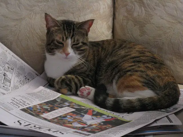a tabby cat relaxing on a folded out newspaper