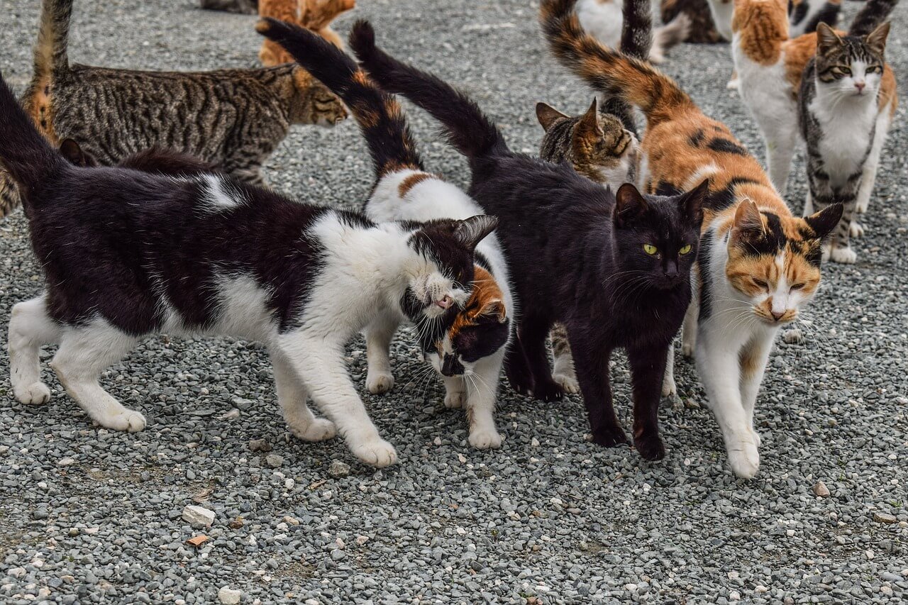 a group of feral cats of different colours walking together on gravel