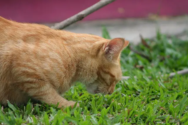 ginger cat eating grass from a lawn