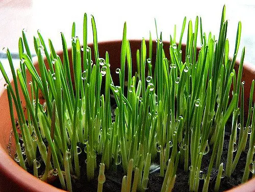 cat grass is simple to grow