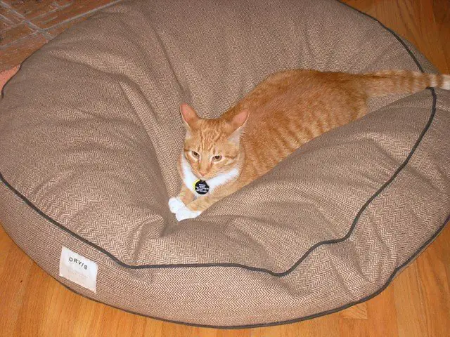 nesting cat relaxing on a bean bag
