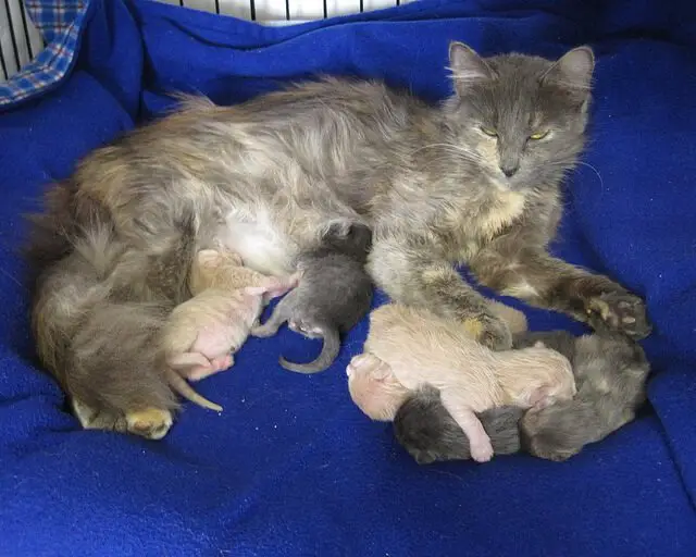 new born kittens