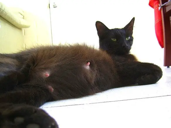 pregnant black cat with prominent nipples, lying down