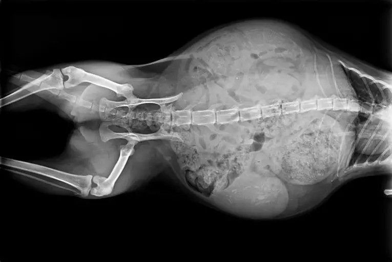 radiography image of a pregnant cats belly with kittens inside