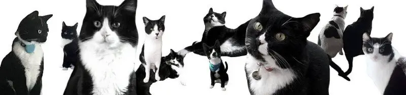 black and white cat banner