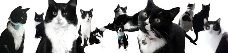 Siyah Beyaz Kediler Bilmeniz Gereken Her Şey  %Post Title