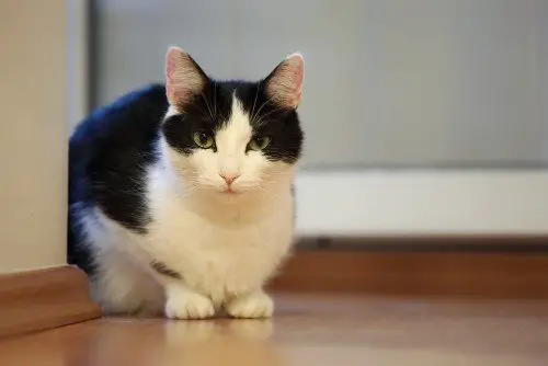 black and white cat sat on a wood floor