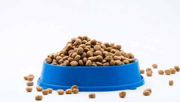 a blue bowl full of cat food