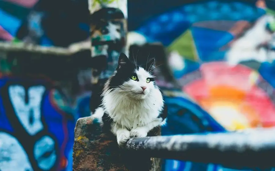 a black and white cat relaxed on a woodern fence against a colorful background