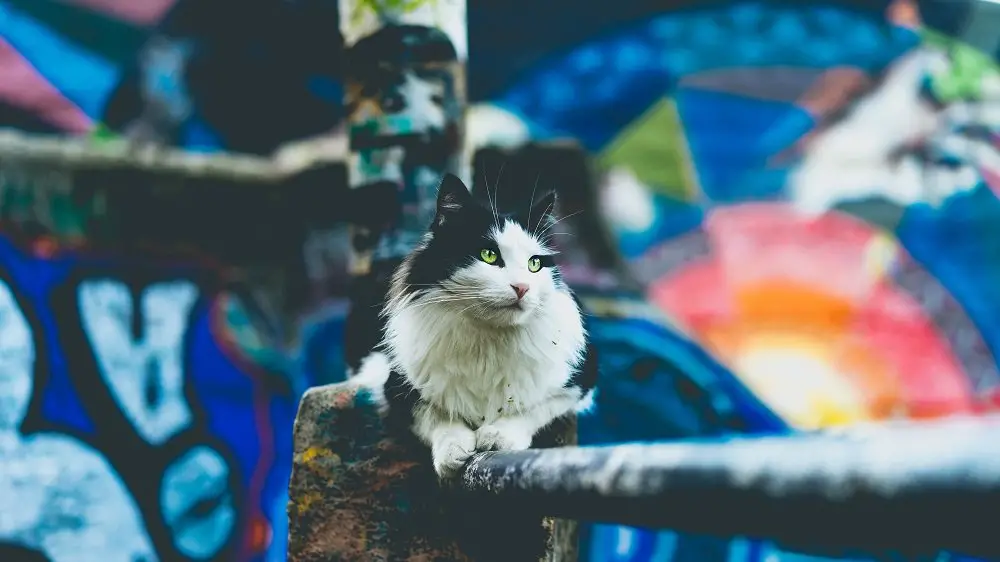 a black and white cat relaxed on a woodern fence against a colorful background