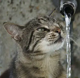 tabby cat drinking from a pipe
