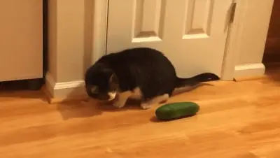 picture of a cat looking at a cucumber