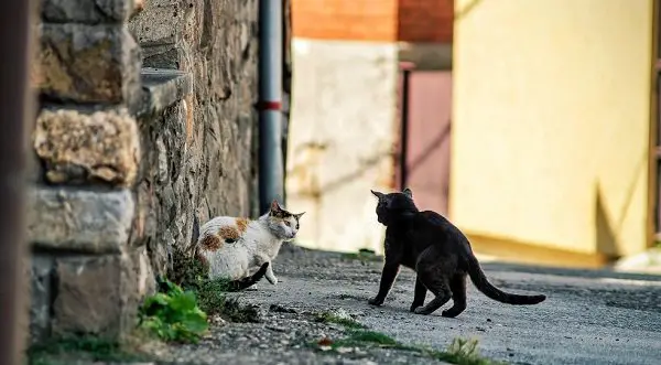 two cats meeting for the first time in an alley