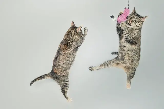 two cats leaping into the air