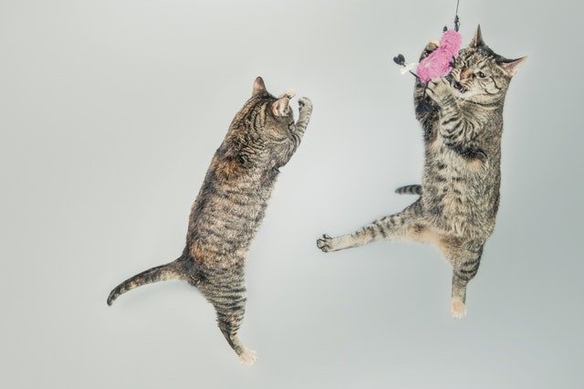 two cats leaping into the air