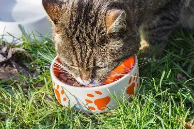 cat eating food from a bowl