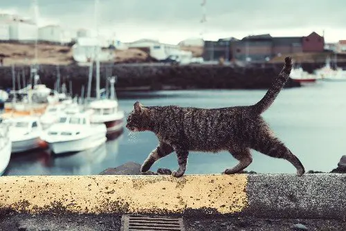 cat swaying it's tail as it walks across a harbour wall