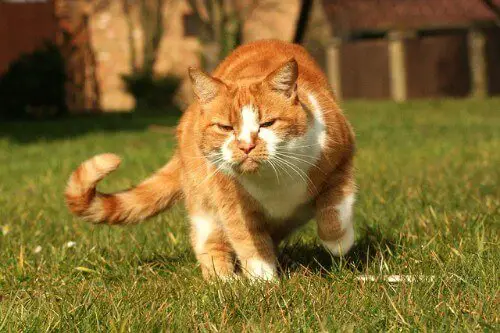 a ginger cat wags its tail while creeping across a lawn
