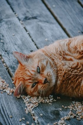 picture of a fat ginger cat lying down relaxing