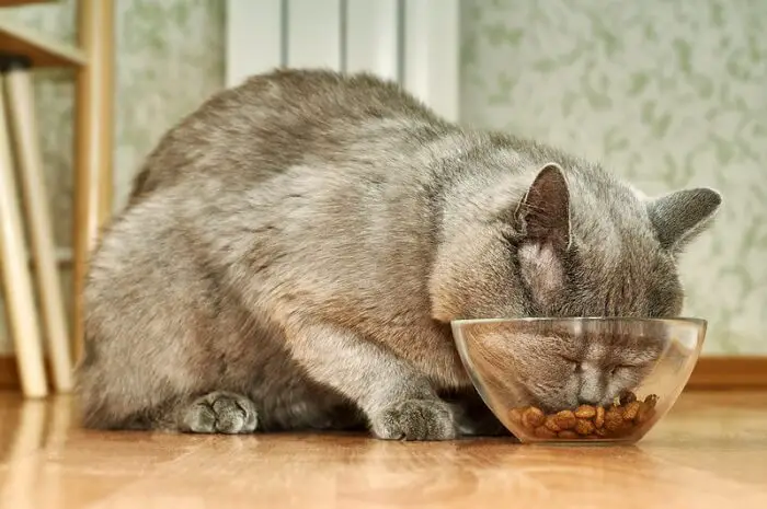 grey cat eating from glass bowl
