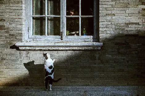 a cat standinf against a wall and peering through a window