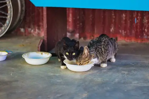 a black cat and a tabby cat share a meal together