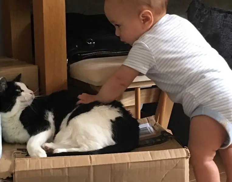 10 month old baby strokes a black and white cat