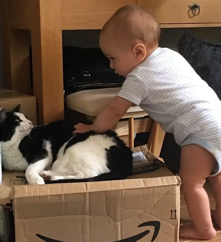 10 month old baby strokes a black and white cat