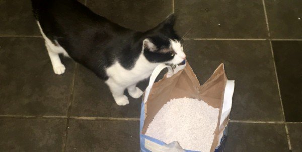 our cat whisky looks at a bag of cat litter