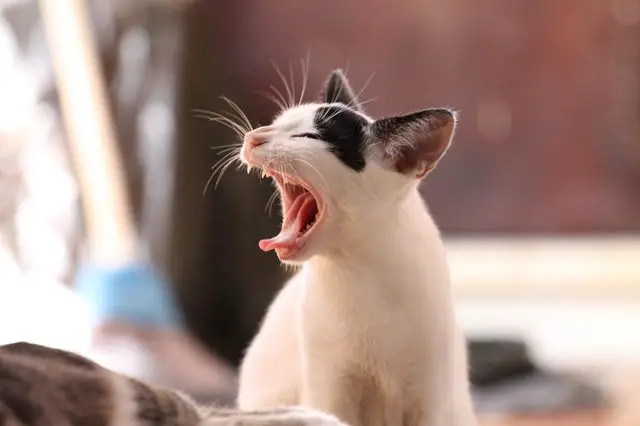 a black and white cat yawning