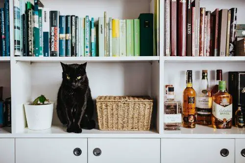black cat sits on a tidy bookcase