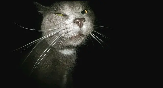 cat pulling a funny face in the dark