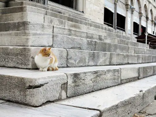 a ginger cat sits on historic steps somewhere in turkey
