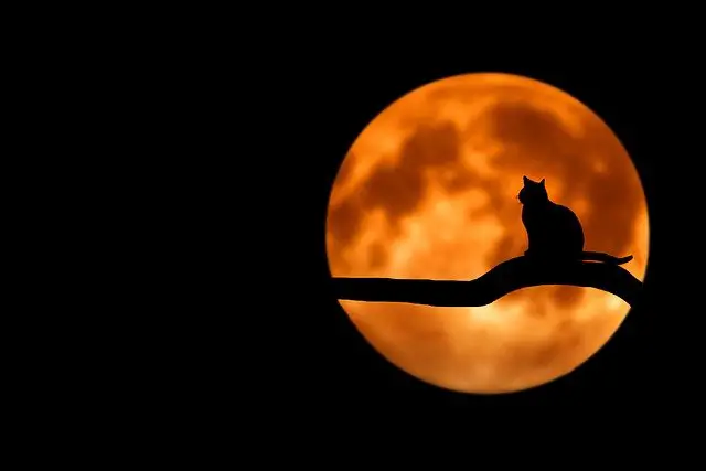 cat sat on the branch of a tree silhoutted against the orange moon