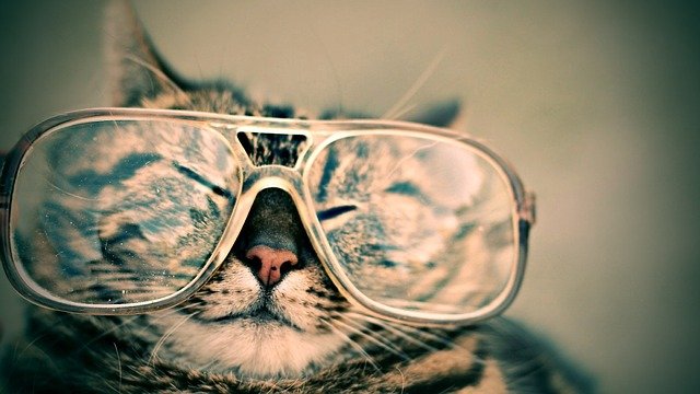 a thoughtgul looking cat takes a nap wearing big glasses