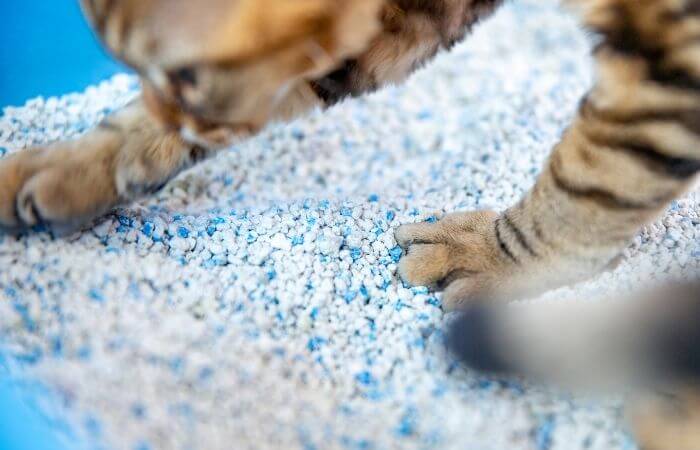 silica based cat litter