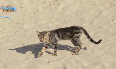 a young tabby cat walks gingerly across a beach