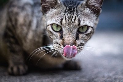 a tabby cat licking its lips