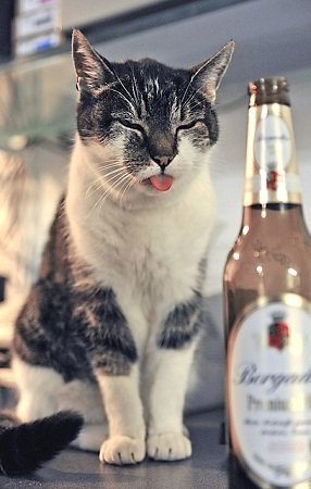 a cat looks at a beer with it's tongue poking out of it's mouth