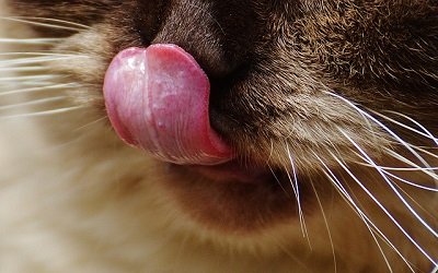 a close up of a british short haired cat's tongue