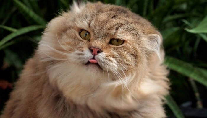 cat with tongue sticking out