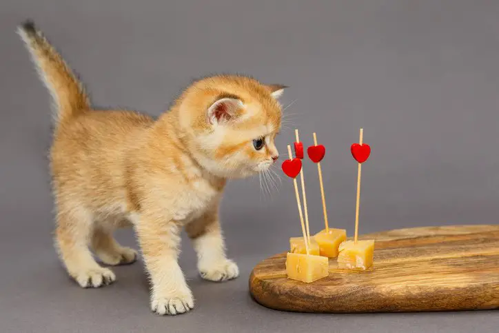 young kitten looking at party cheese