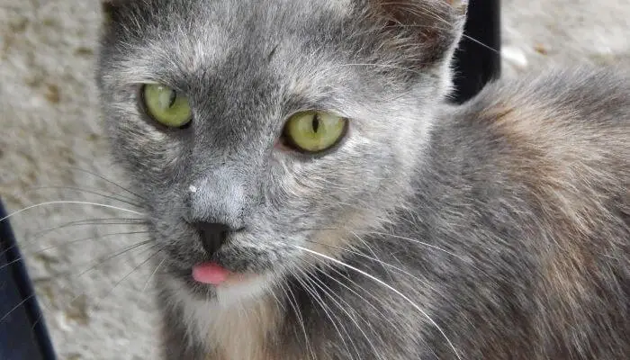why does my cat stick its tongue out