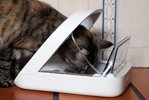 automatic cat feeder