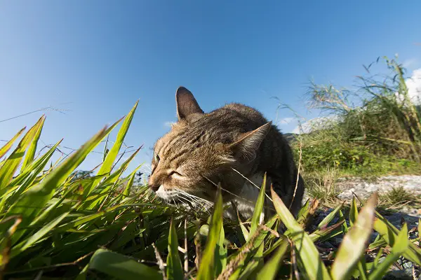 domestic cat outdoors chewing some grass